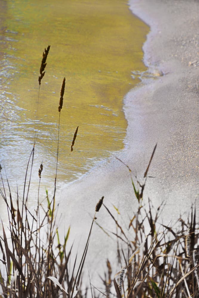 Golden Shore Reeds by Christina Sillen — canvas wall art