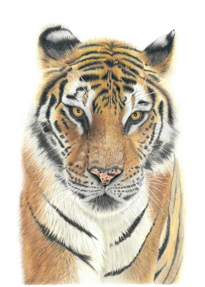 Majestic Tiger Portrait by Angelica Diehn — canvas wall art