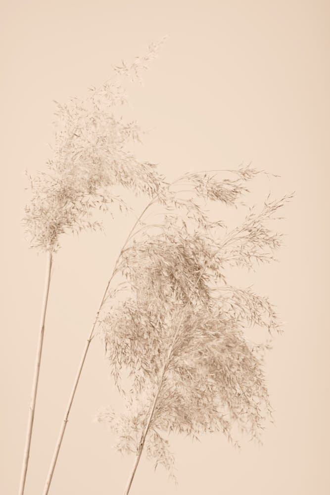 Soft Dried Grass by Pictufy Studio III — canvas wall art