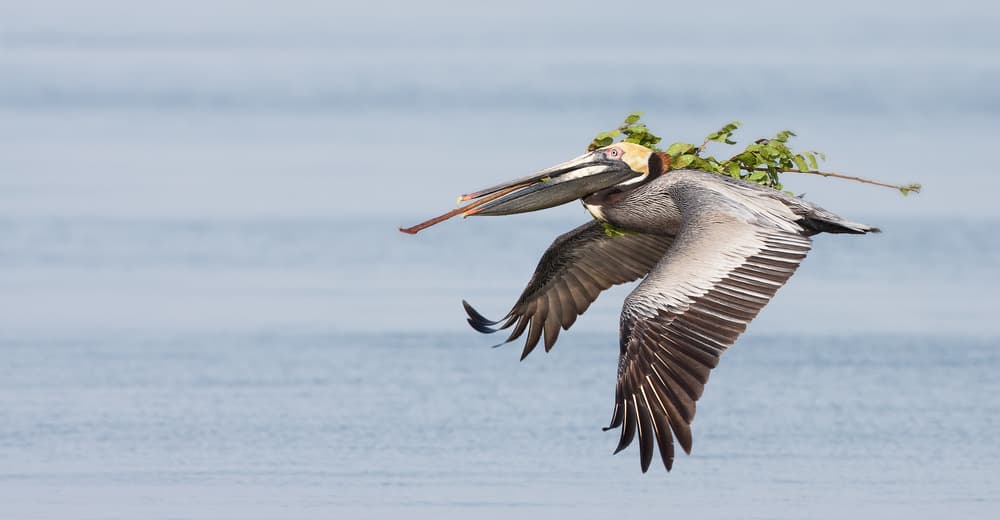 Pelican Flying With Branches by Alfred Forns — canvas wall art
