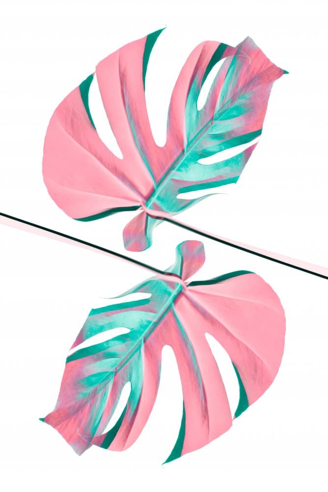 Vibrant Monstera Reflection by Pictufy Studio III — canvas wall art