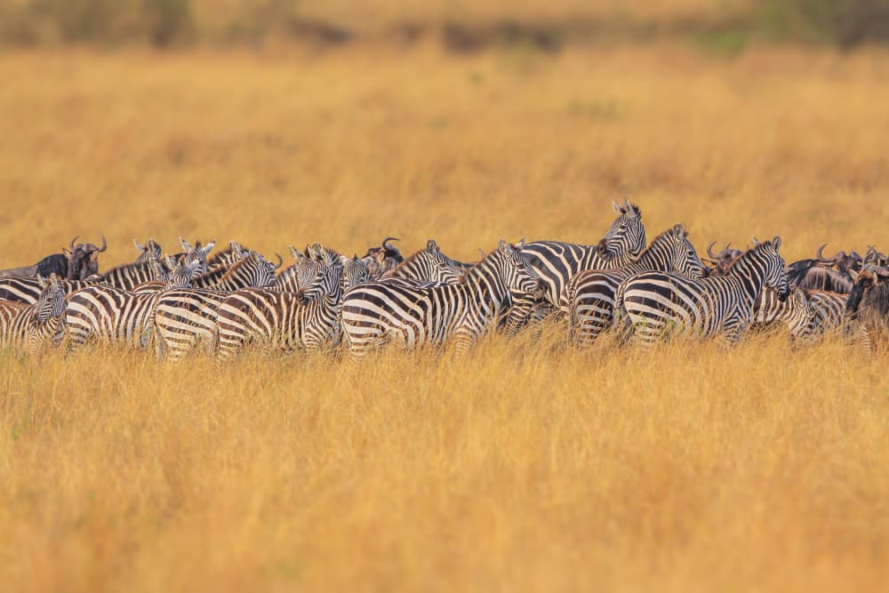 Golden Savanna Herd by Jeffrey C. Sink — canvas wall art
