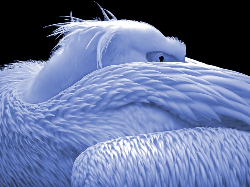 Serene Pelican Slumber by Thierry Dufour — canvas wall art