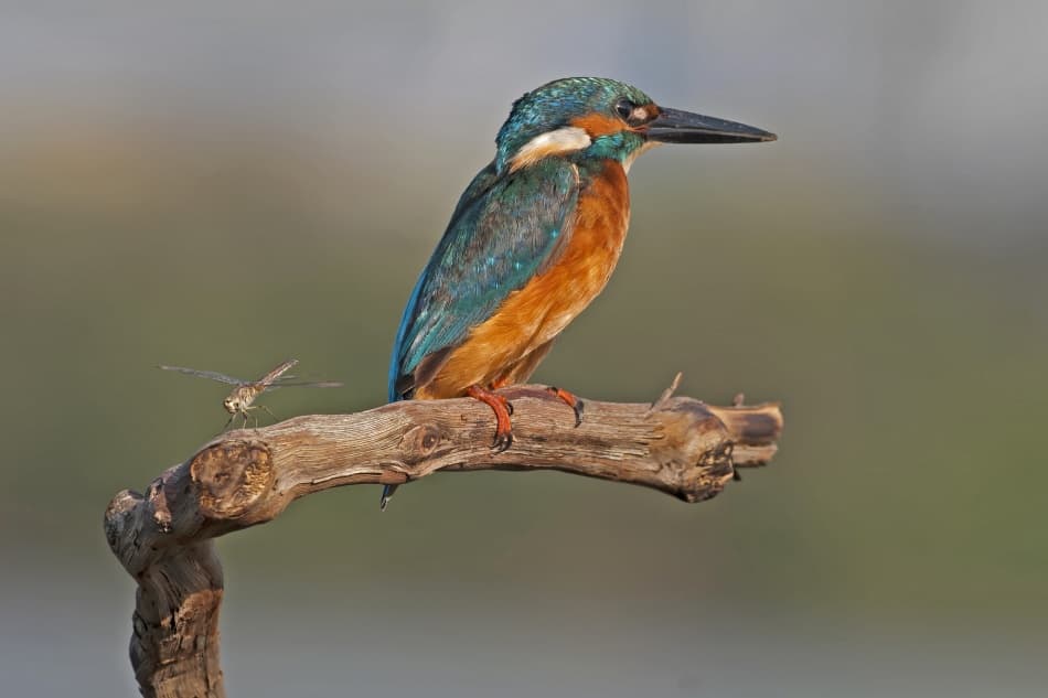 Kingfisher and Dragonfly by Eyal Amer — canvas wall art