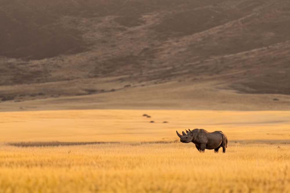 Golden Hour Black Rhino by Johan Enslin — canvas wall art