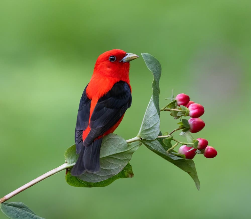 Scarlet Songbird Perched by Donald Luo — canvas wall art