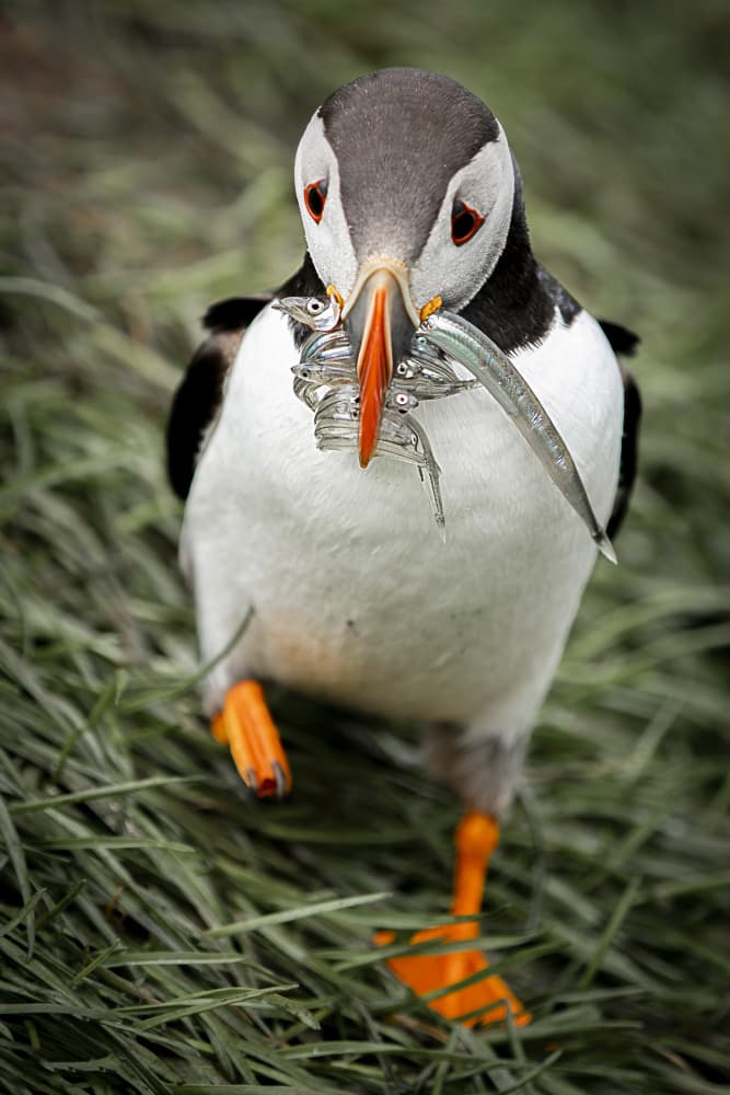Atlantic Puffin Catch by AYMAN KHRBAWE — canvas wall art