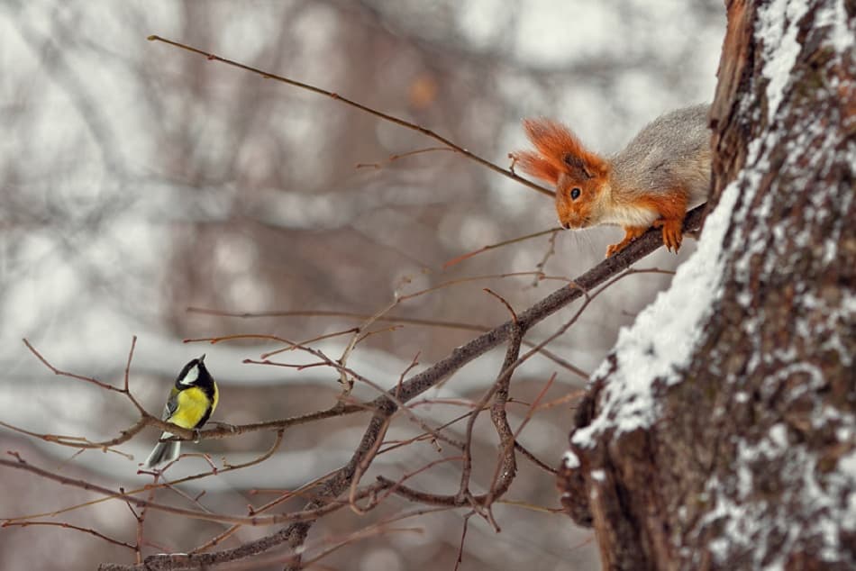 Winter Watch by Dmitry Frizel — canvas wall art