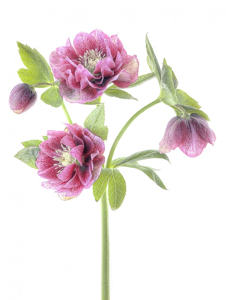 Lenten Rose Blossoms by Jacky Parker — canvas wall art