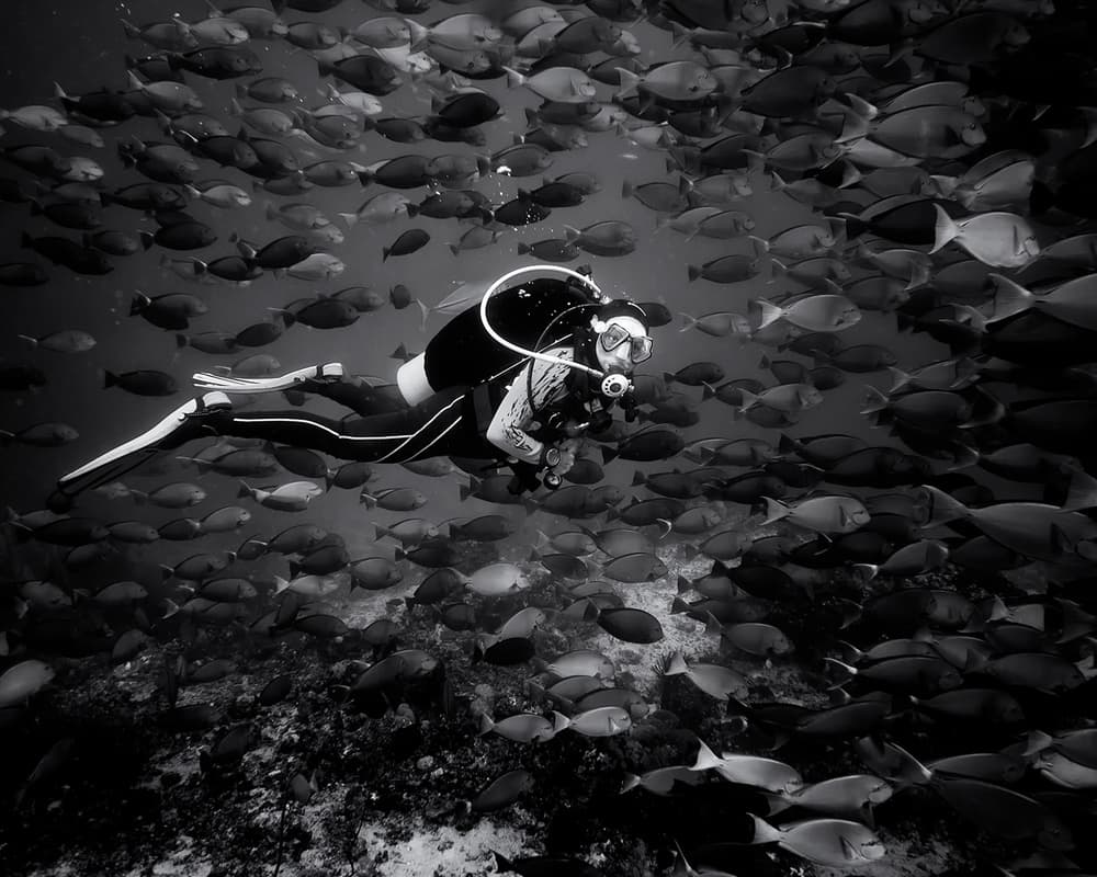 Diver In Fish School by Marcel Rebro — canvas wall art