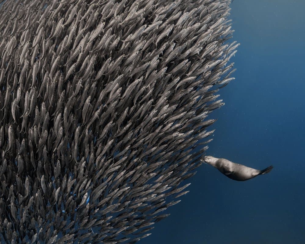 Seal Hunts Fish School by Jennifer Lu — canvas wall art