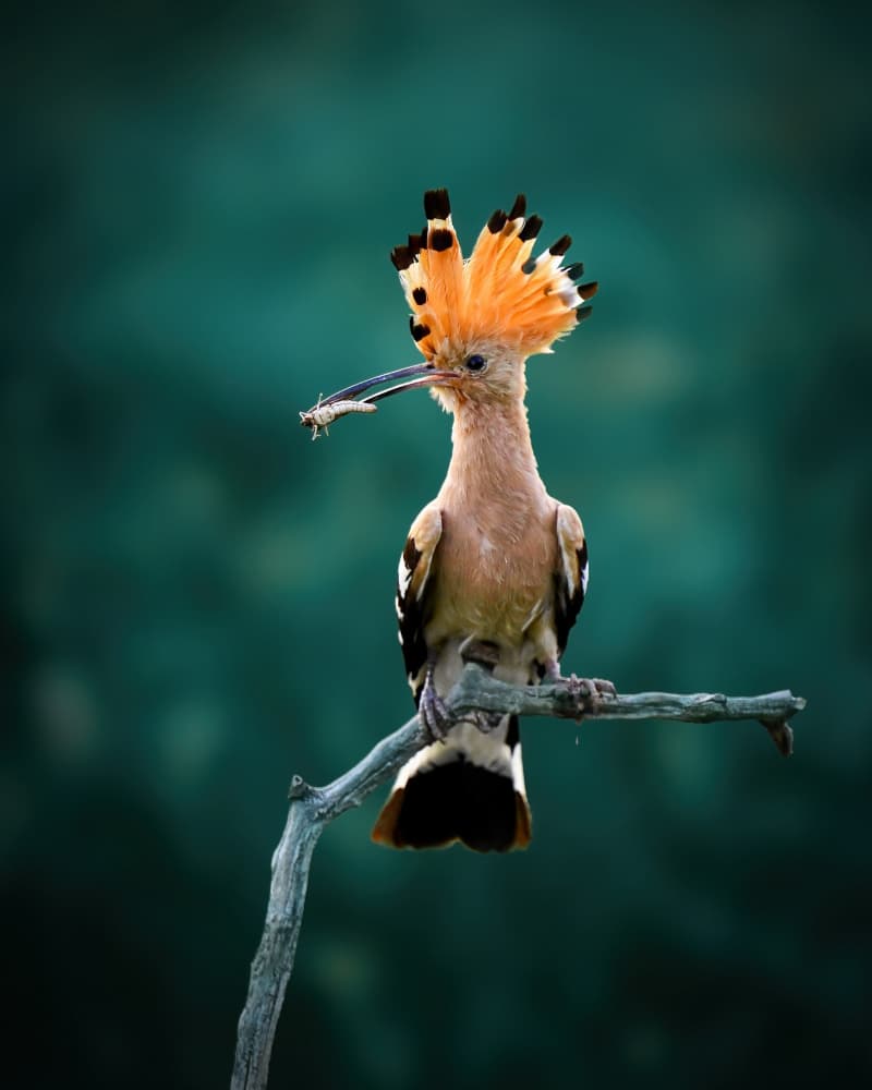 Vibrant Hoopoe Perched by Rob Li — canvas wall art