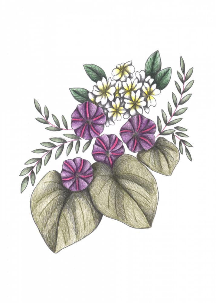 Morning Glories Plumeria Blooms by Cecilia Battaini — canvas wall art