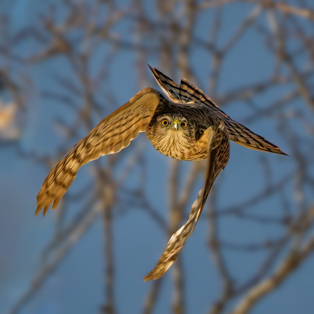 Focused Hawk Flight by Jacob (Jian) Xu — canvas wall art