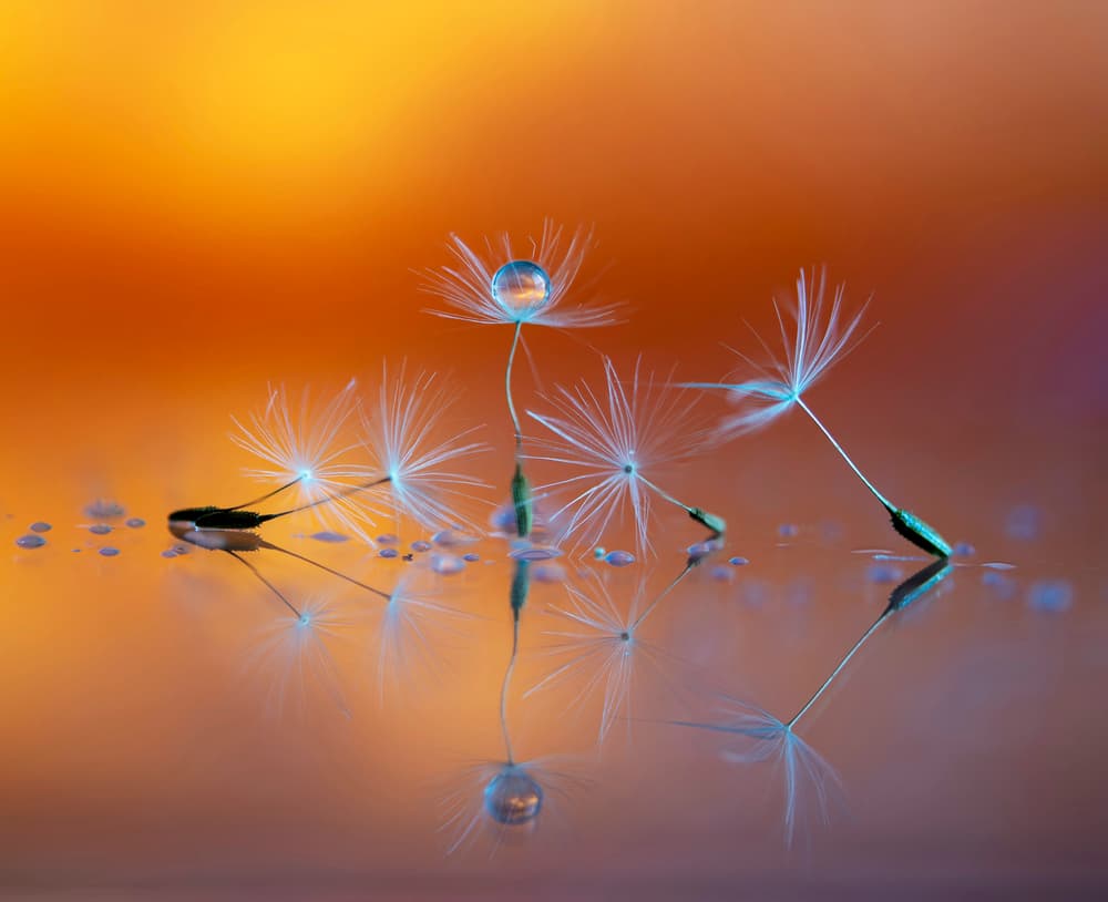 Dandelion Seed Reflections by Judy Tseng — canvas wall art