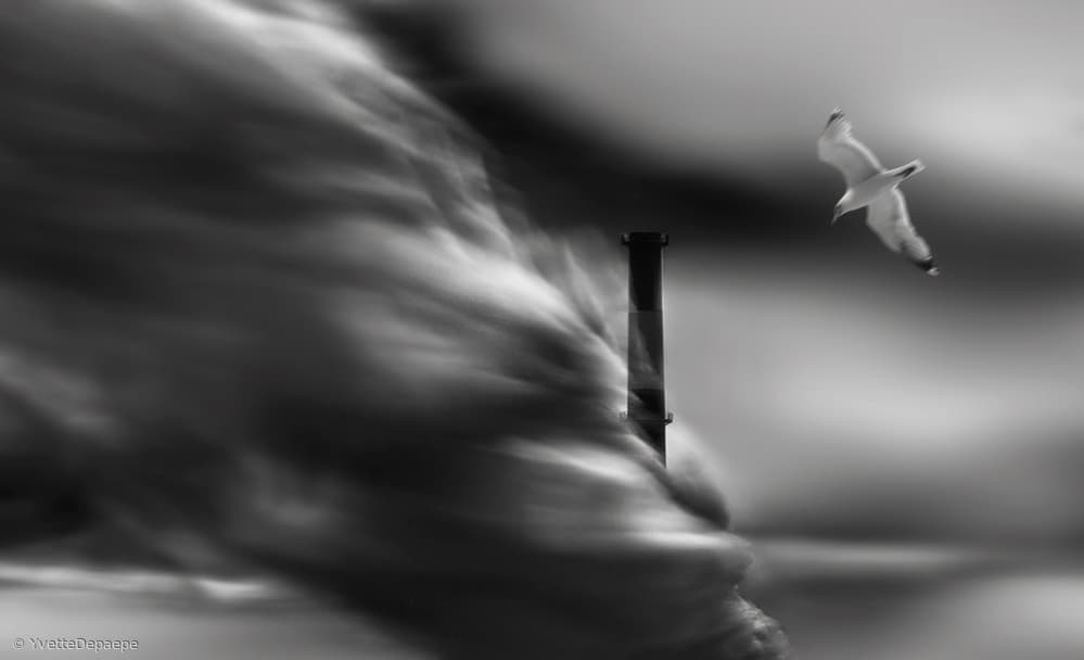 Seagull and Industrial Smoke by Yvette Depaepe — canvas wall art