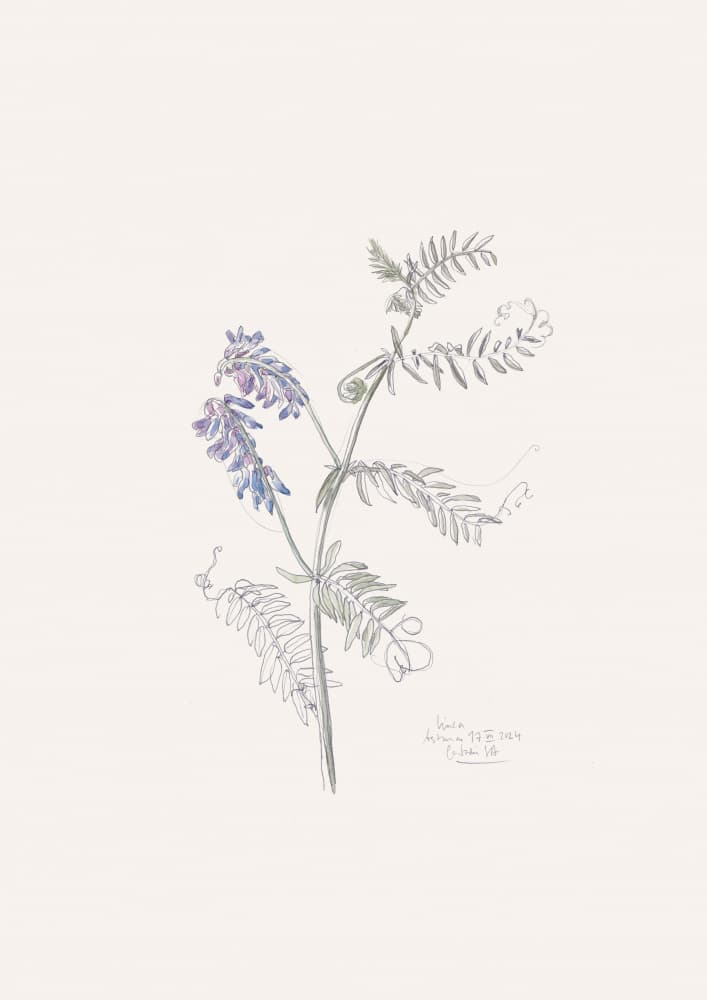 Purple Vetch Drawing by Catalina Somolinos — canvas wall art