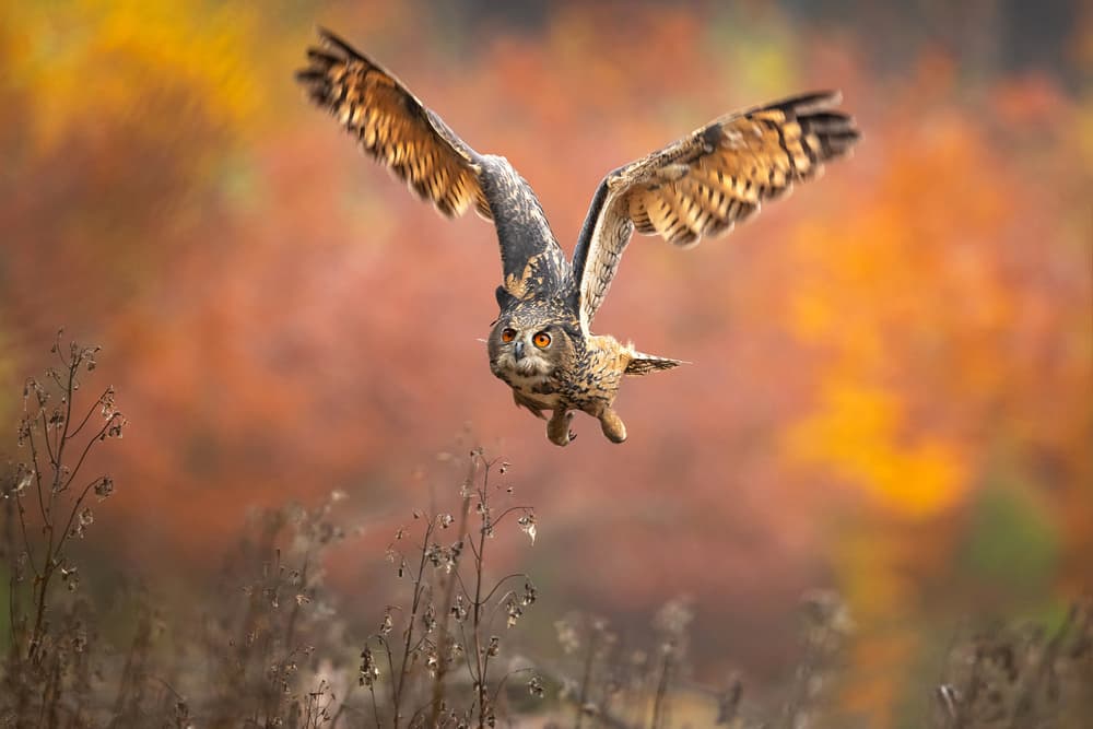Majestic Owl Flight by Milan Zygmunt — canvas wall art