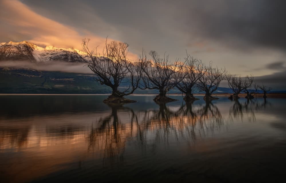 Golden Hour Wanaka Trees by YY DB — canvas wall art