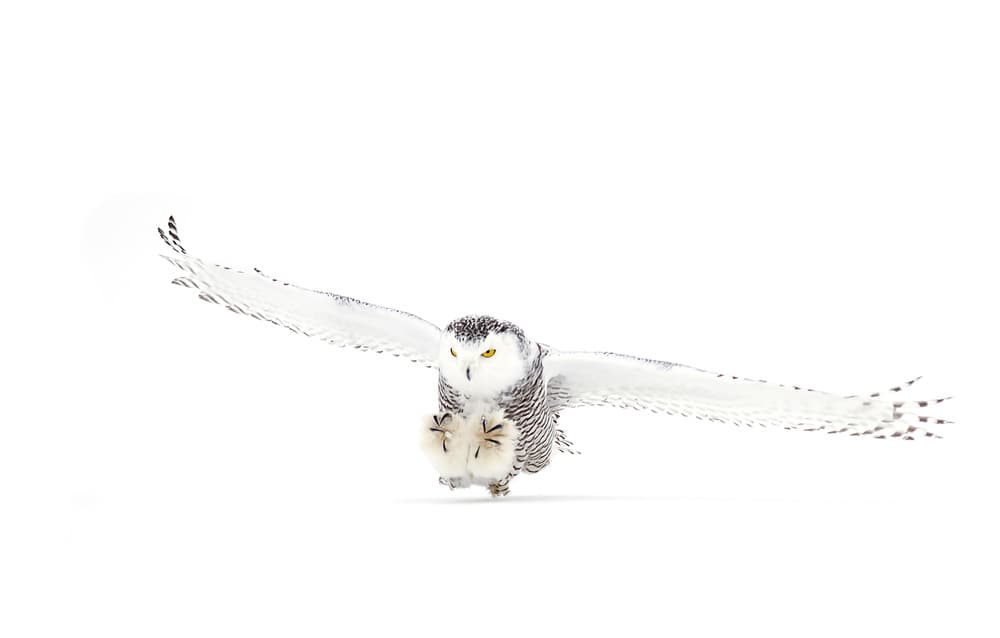 Snowy Owl coming in for the kill by Jim Cumming — canvas wall art