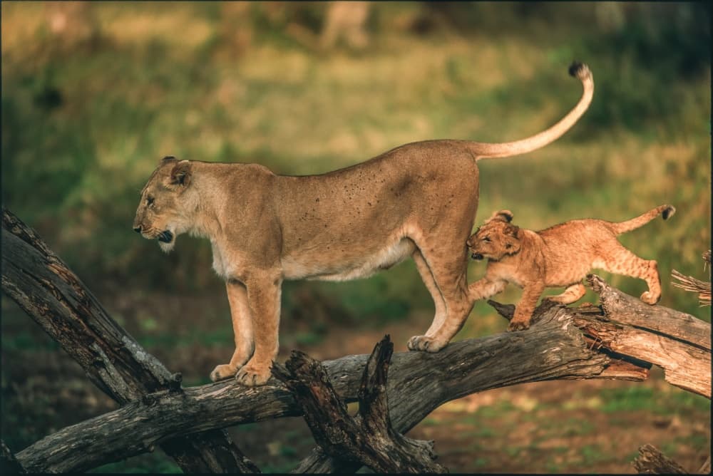 Playful Lion Cub by Jeffrey C. Sink — canvas wall art