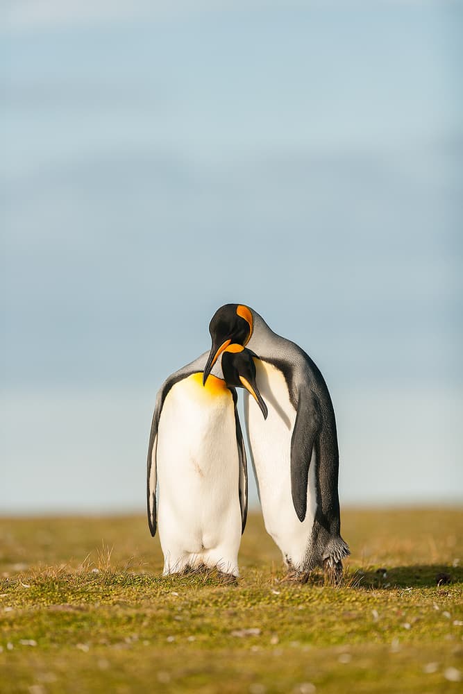 King Penguin Love by Joan Gil Raga — canvas wall art