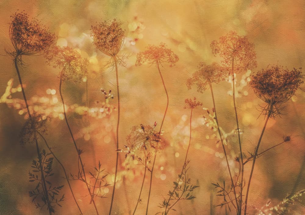 Golden Autumn Flowers by Hilda van der Lee — canvas wall art