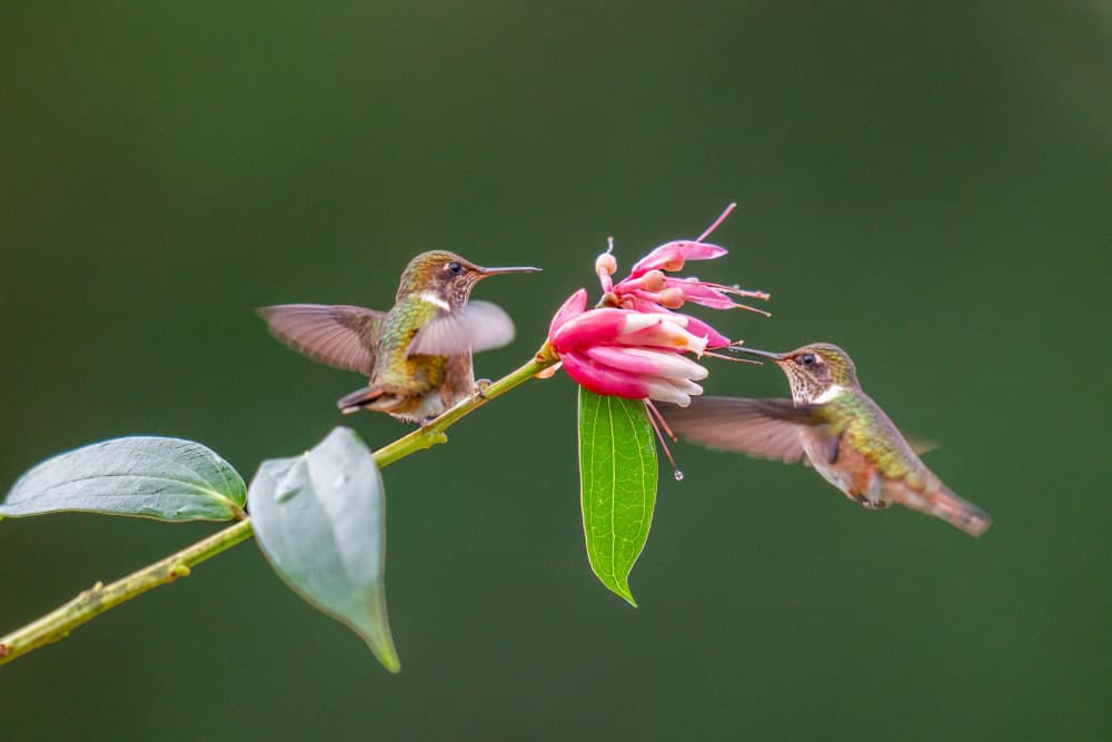 Hummingbirds Nectar Feast by Rajat Dhesi — canvas wall art
