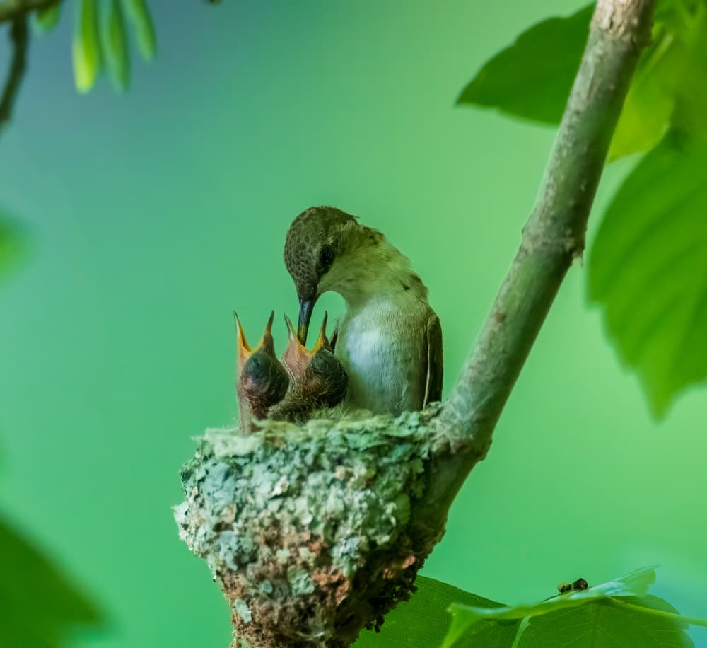 Nurturing Hummingbird Family by Mike He — canvas wall art