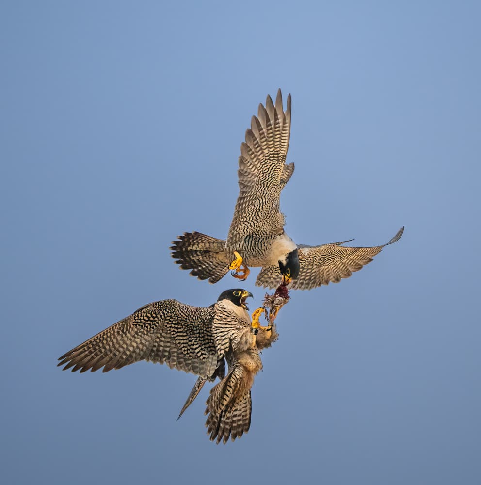 Peregrine Falcons Predatory Flight by Allen SDCA — canvas wall art