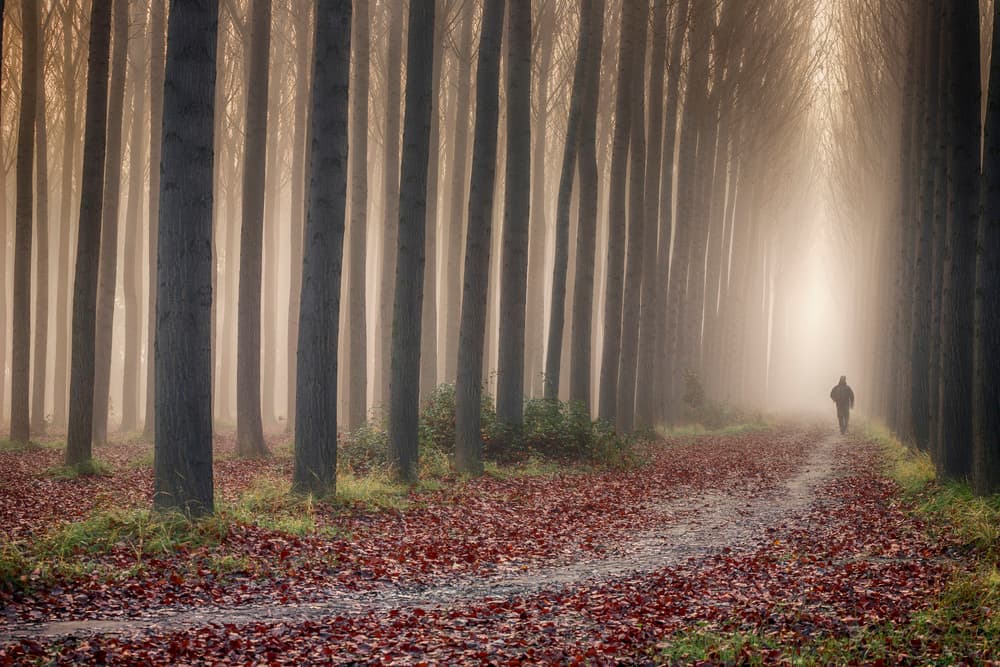 Foggy Autumn Path by TONY GORAN — canvas wall art