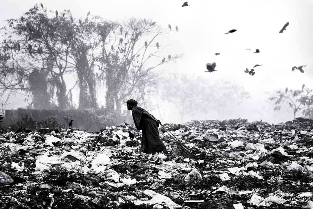 Misty Scavenger and Crows by Marcel Rebro — canvas wall art