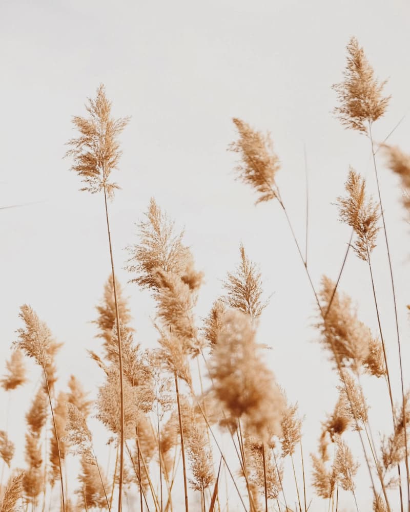 Golden Pampas Grass by Del Mundo Imagery — canvas wall art