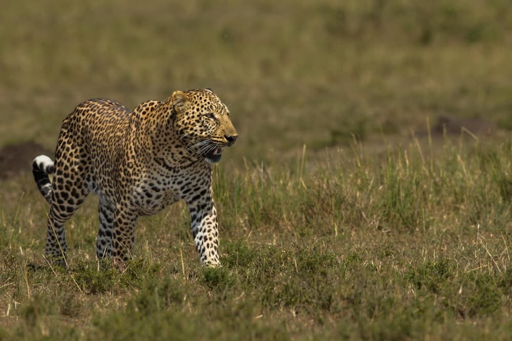 Wild Leopard Stroll by Massimo Mei — canvas wall art