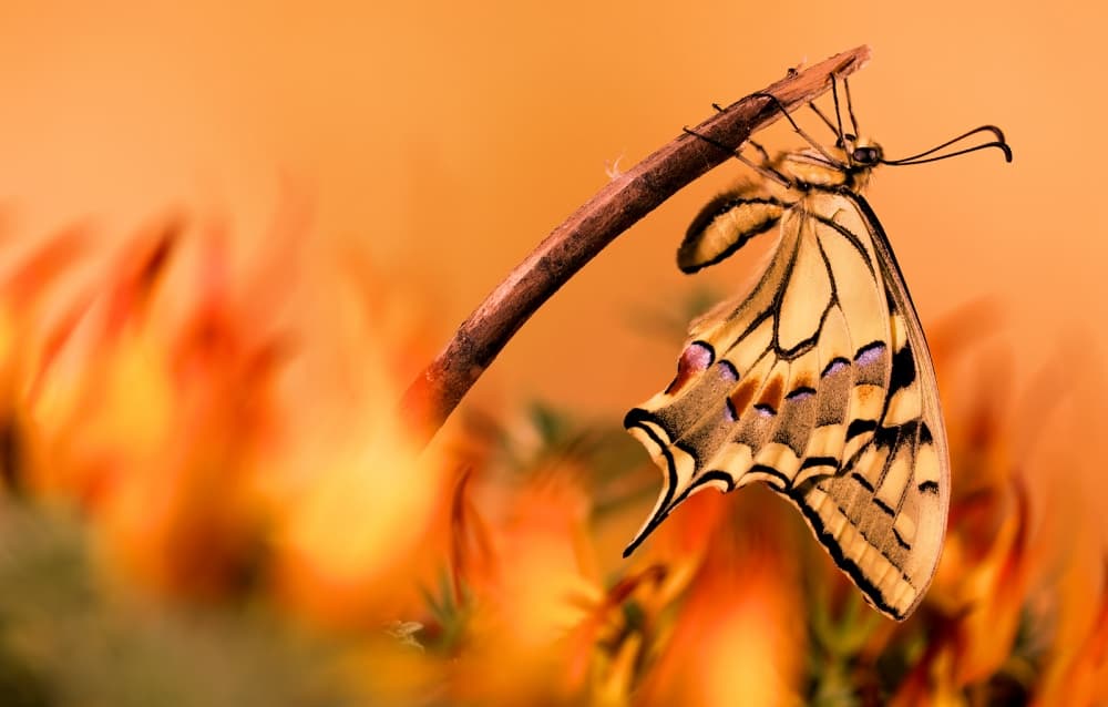 Golden Hour Butterfly by Jimmy Hoffman — canvas wall art