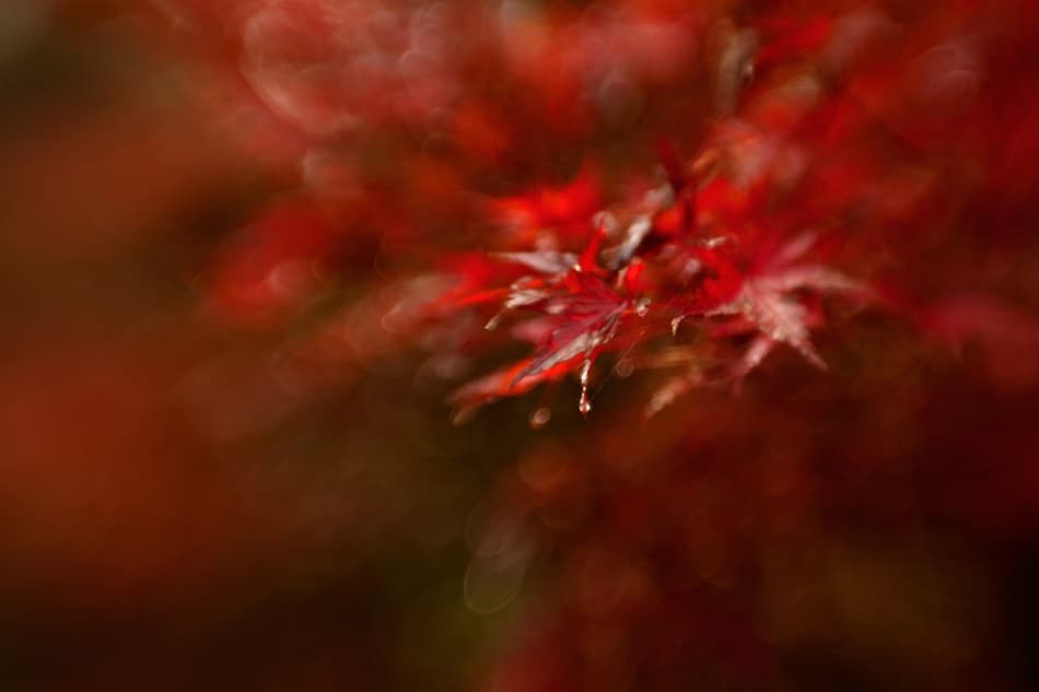 Deep Red Maple Bokeh by Mel Brackstone — canvas wall art