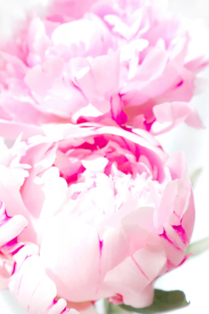 Dreamy Pink Peonies by Rosana Laiz Blursbyai — canvas wall art