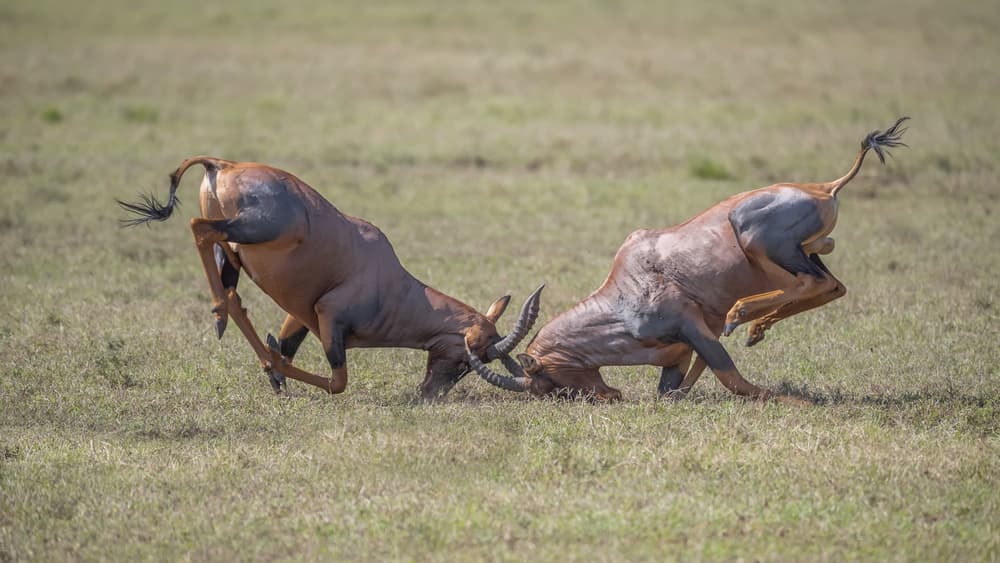 Topi Antelopes Battle by Richard Liu — canvas wall art