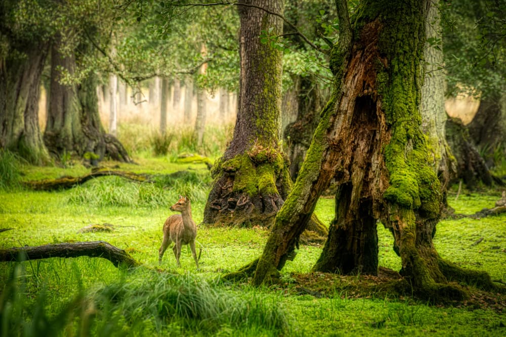 Deer In Green Forest by Piet Haaksma — canvas wall art