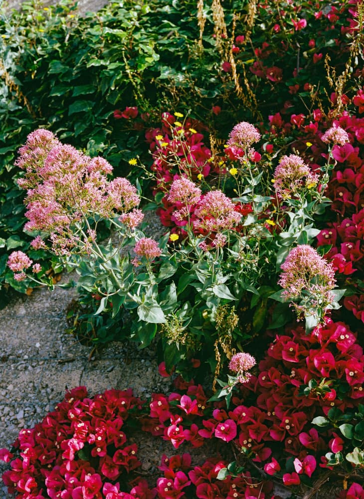 Vibrant Garden Wall by Bethany Young — canvas wall art