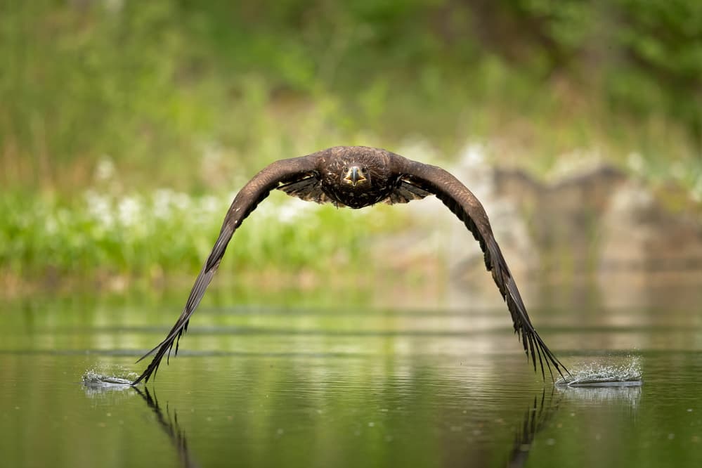 Majestic Eagle Flight by Milan Zygmunt — canvas wall art