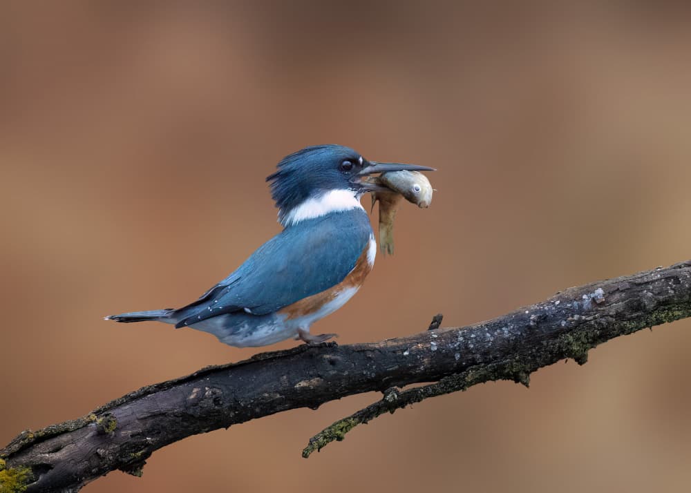 Belted Kingfisher Catch by Robert Zhang — canvas wall art