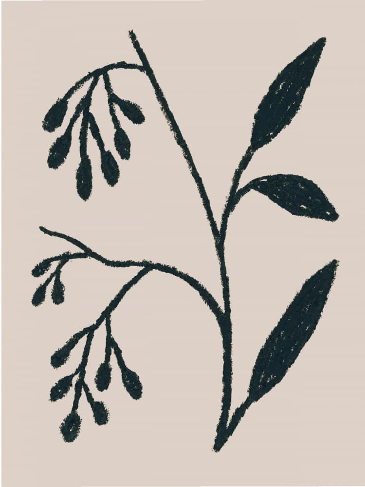 Minimalist Botanical Drawing by Silvia Visscher — canvas wall art