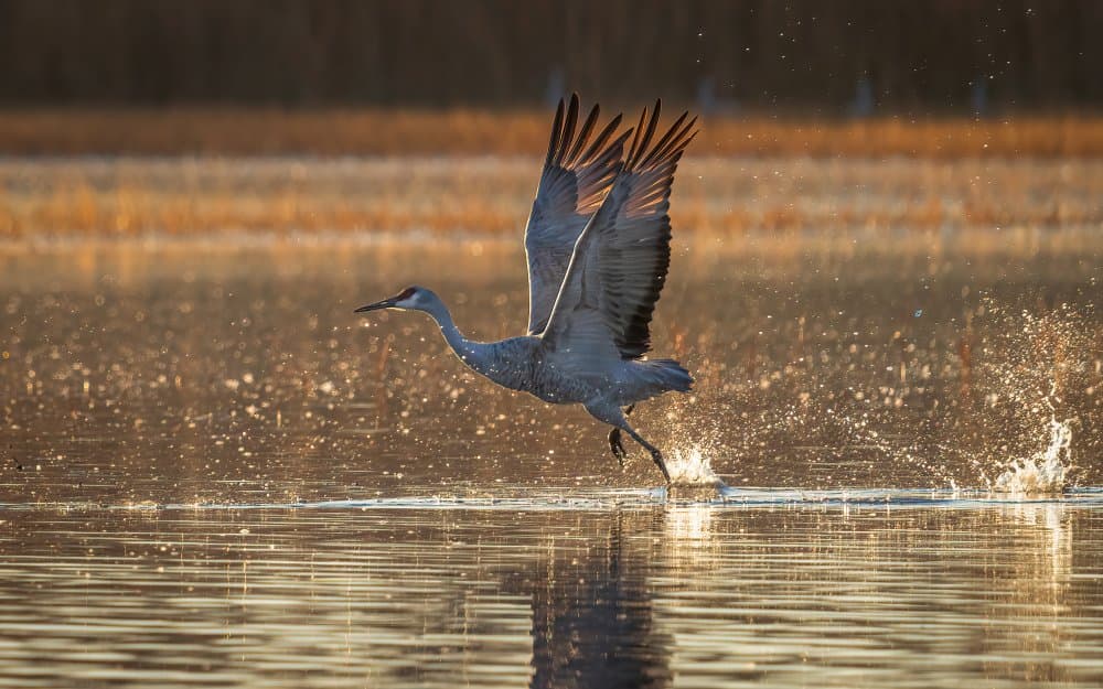 Golden Crane Flight by John J. Chen — canvas wall art