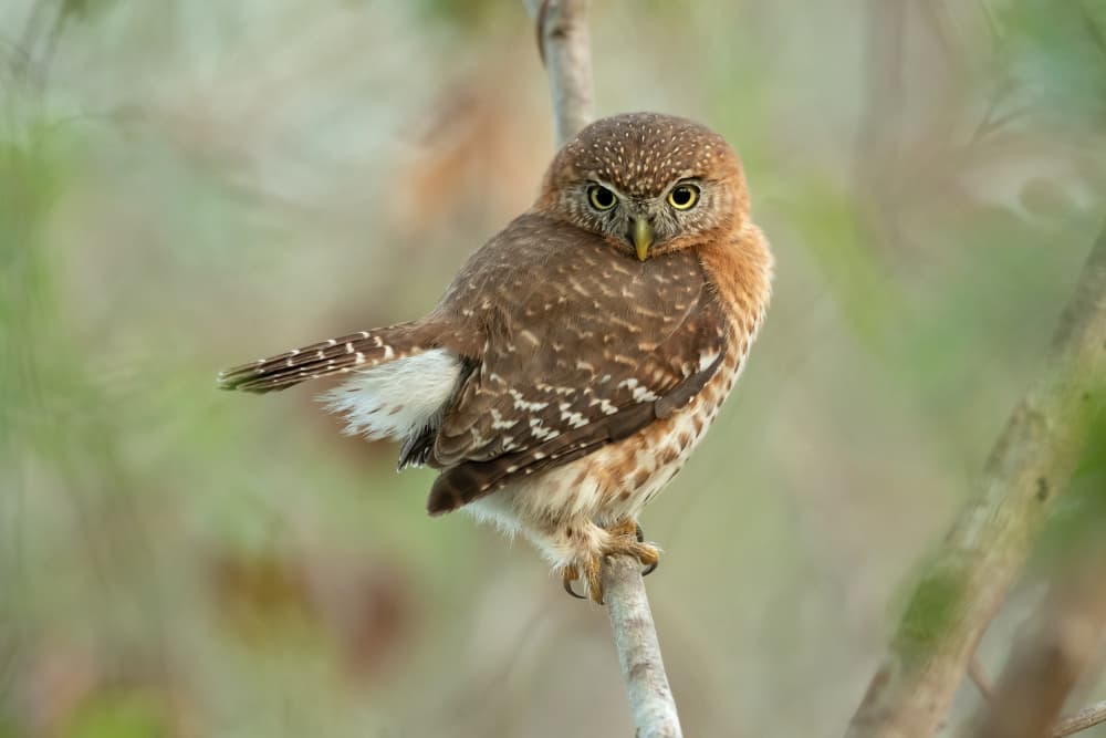 Watchful Pygmy Owl by Milan Zygmunt — canvas wall art