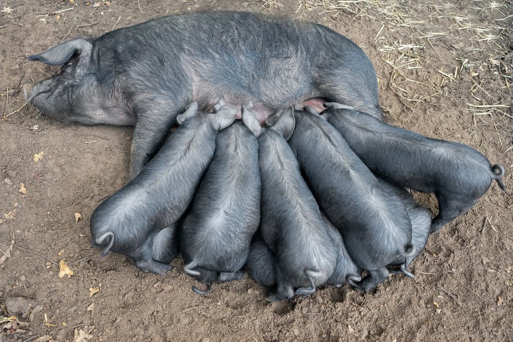 Mother Pig Nursing Piglets by Gert van den Bosch — canvas wall art