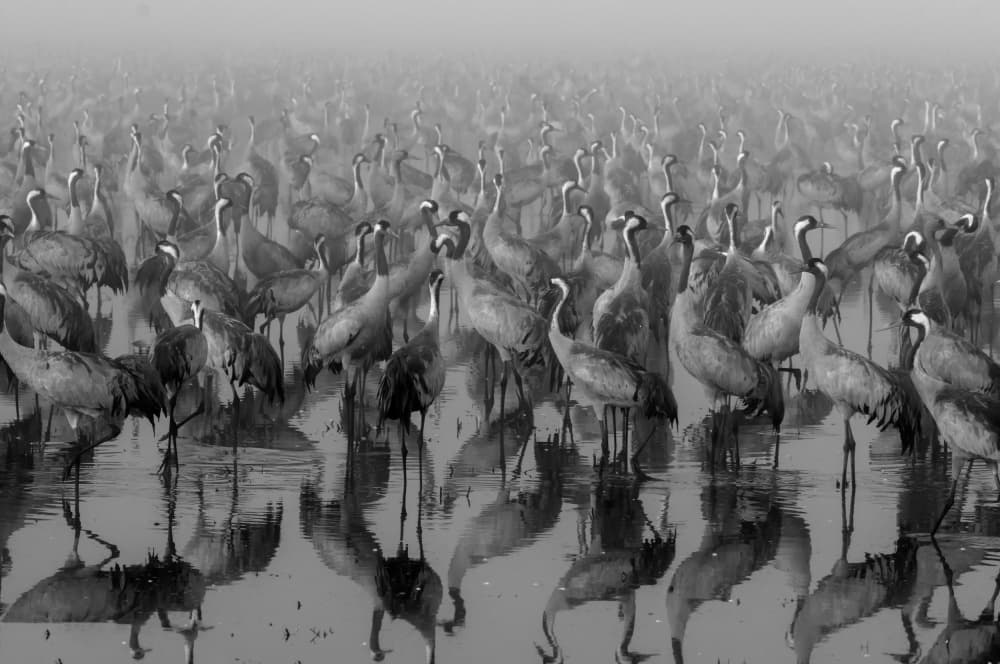 Cranes In The Mist by Ido Meirovich — canvas wall art