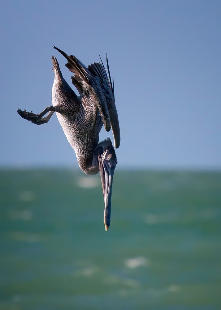 Graceful Pelican Dive by verdon — canvas wall art