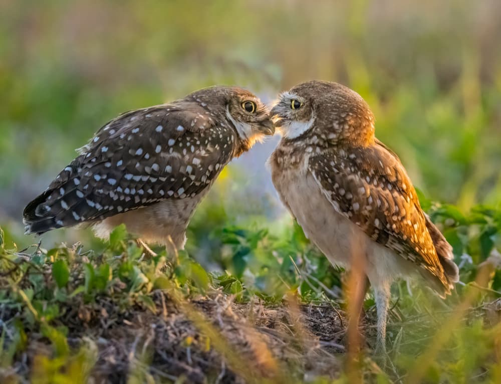 Burrowing Owls Tenderness by Liwen Tao — canvas wall art