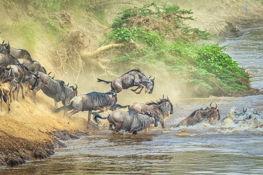 Wildebeest River Crossing by Jeffrey C. Sink — canvas wall art